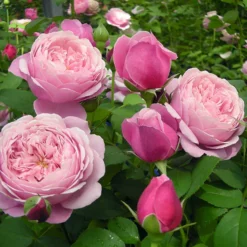 Fast Growing Trees Roses Cathedral Bells Rose