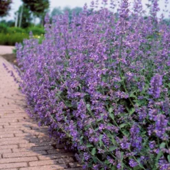 Fast Growing Trees Walker's Low Nepeta Catmint Plant