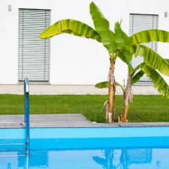 Fast Growing Trees Dwarf Cavendish Banana Tree