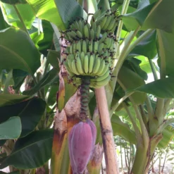 Fast Growing Trees Dwarf Cavendish Banana Tree