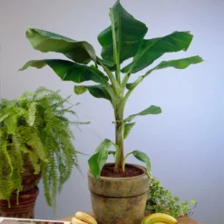 Fast Growing Trees Dwarf Cavendish Banana Tree