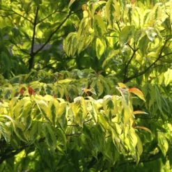 Fast Growing Trees Dogwood Trees Celestial Shadow Dogwood