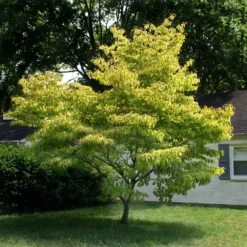 Fast Growing Trees Dogwood Trees Celestial Shadow Dogwood