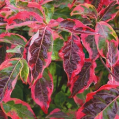 Fast Growing Trees Dogwood Trees Celestial Shadow Dogwood