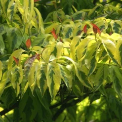 Fast Growing Trees Dogwood Trees Celestial Shadow Dogwood