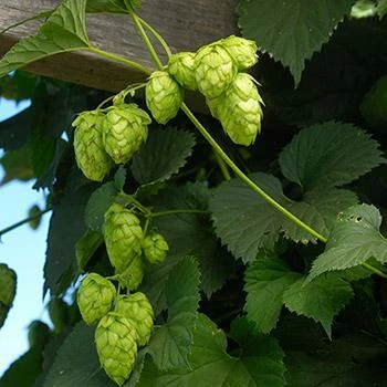 Fast Growing Trees See All Shrubs & Hedges Centennial Hops Plant 3 Fast Growing Trees See All Shrubs & Hedges Centennial Hops Plant