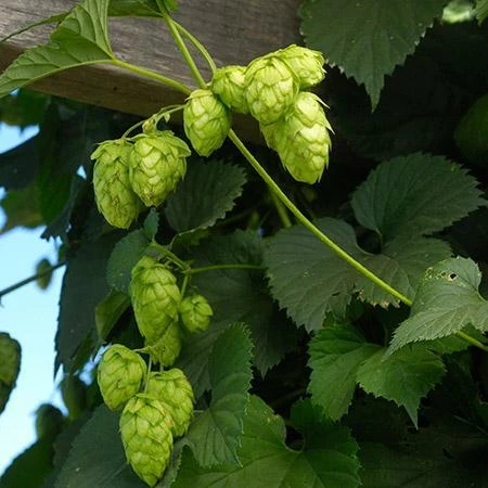 Fast Growing Trees See All Shrubs & Hedges Centennial Hops Plant 4 Fast Growing Trees See All Shrubs & Hedges Centennial Hops Plant