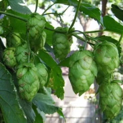 Fast Growing Trees See All Shrubs & Hedges Centennial Hops Plant 11 Fast Growing Trees See All Shrubs & Hedges Centennial Hops Plant