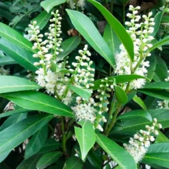 Fast Growing Trees Cherry Laurel 'Centre Court™'