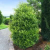 Fast Growing Trees Cherry Laurel 'Centre Court™'