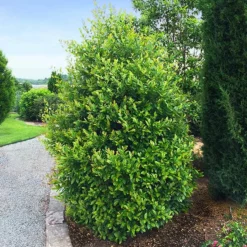Fast Growing Trees Cherry Laurel 'Centre Courtâ„¢'