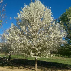 Fast Growing Trees Chastity® Pear Tree 8 Fast Growing Trees Chastity® Pear Tree