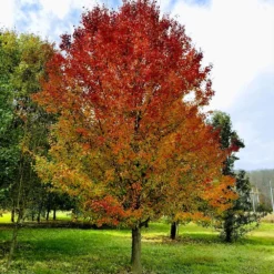 Fast Growing Trees Chastity® Pear Tree 9 Fast Growing Trees Chastity® Pear Tree