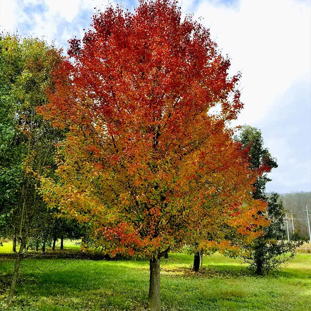 Fast Growing Trees Chastity® Pear Tree 6 Fast Growing Trees Chastity® Pear Tree