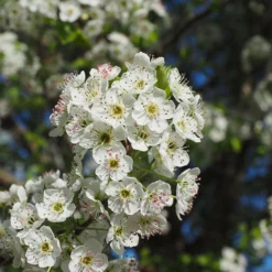 Fast Growing Trees Chastity® Pear Tree