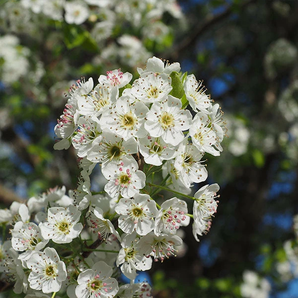 Fast Growing Trees Chastity® Pear Tree 3 Fast Growing Trees Chastity® Pear Tree