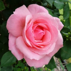 Fast Growing Trees Rose Trees Cherish Rose Tree