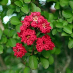 Fast Growing Trees Cherokee Crape Myrtle