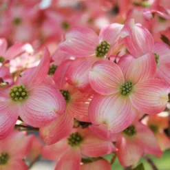 Fast Growing Trees Cherokee Brave Dogwood
