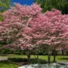 Fast Growing Trees Cherokee Brave Dogwood