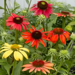 Fast Growing Trees See All Shrubs & Hedges Cheyenne Spirit Echinacea (Coneflower)
