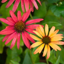 Fast Growing Trees See All Shrubs & Hedges Cheyenne Spirit Echinacea (Coneflower)