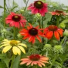 Fast Growing Trees See All Shrubs & Hedges Cheyenne Spirit Echinacea (Coneflower)
