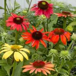 Fast Growing Trees See All Shrubs & Hedges Cheyenne Spirit Echinacea (Coneflower)