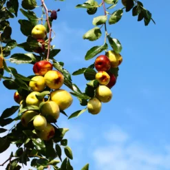 Fast Growing Trees See All Fruit Trees Chico Jujube Tree