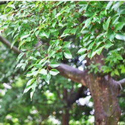 Fast Growing Trees Chinese Hackberry Tree See All Shade Trees
