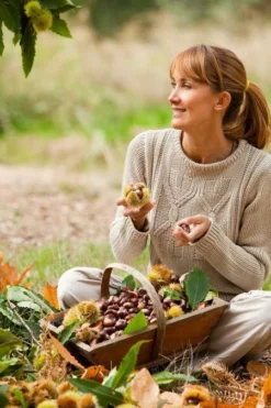 Fast Growing Trees Nut Trees Chinese Chestnut Tree