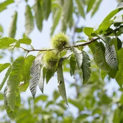 Fast Growing Trees Nut Trees Chinese Chestnut Tree
