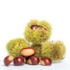 Fast Growing Trees Nut Trees Chinese Chestnut Tree