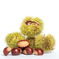 Fast Growing Trees Nut Trees Chinese Chestnut Tree