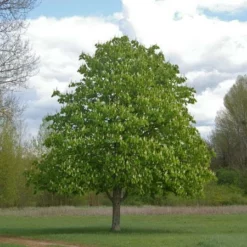 Fast Growing Trees Nut Trees Chinese Chestnut Tree