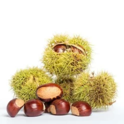 Fast Growing Trees Nut Trees Chinese Chestnut Tree