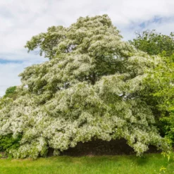 Fast Growing Trees Chinese Fringe Tree See All Flowering Trees