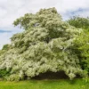 Fast Growing Trees Chinese Fringe Tree See All Flowering Trees