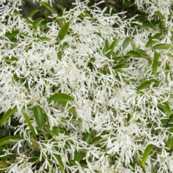 Fast Growing Trees Chinese Fringe Tree See All Flowering Trees