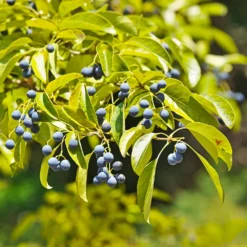 Fast Growing Trees Chinese Fringe Tree See All Flowering Trees
