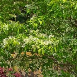 Fast Growing Trees Chinese Fringe Tree See All Flowering Trees