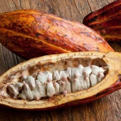 Fast Growing Trees Chocolate Cocoa 'Cacao' Plant