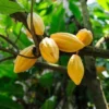Fast Growing Trees Chocolate Cocoa 'Cacao' Plant 2 Fast Growing Trees Chocolate Cocoa 'Cacao' Plant
