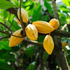 Fast Growing Trees Chocolate Cocoa 'Cacao' Plant