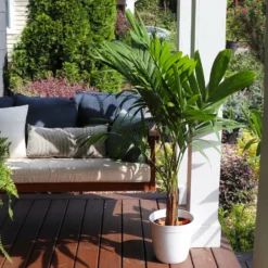 Fast Growing Trees Christmas Palm Palm Trees