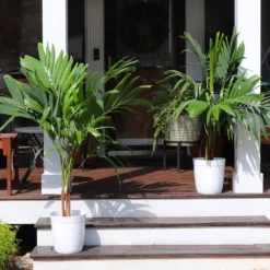 Fast Growing Trees Christmas Palm Palm Trees