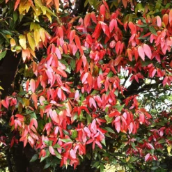 Fast Growing Trees Tropical Fruit Trees Cinnamon Tree