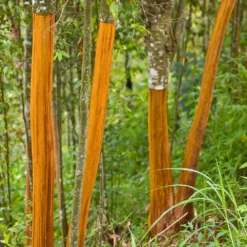 Fast Growing Trees Tropical Fruit Trees Cinnamon Tree