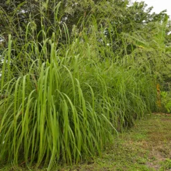 Fast Growing Trees Ornamental Grasses Citronella Grass (Cymbopogon Nardus) 7 Fast Growing Trees Ornamental Grasses Citronella Grass (Cymbopogon Nardus)