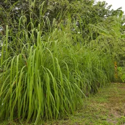 Fast Growing Trees Ornamental Grasses Citronella Grass (Cymbopogon Nardus)